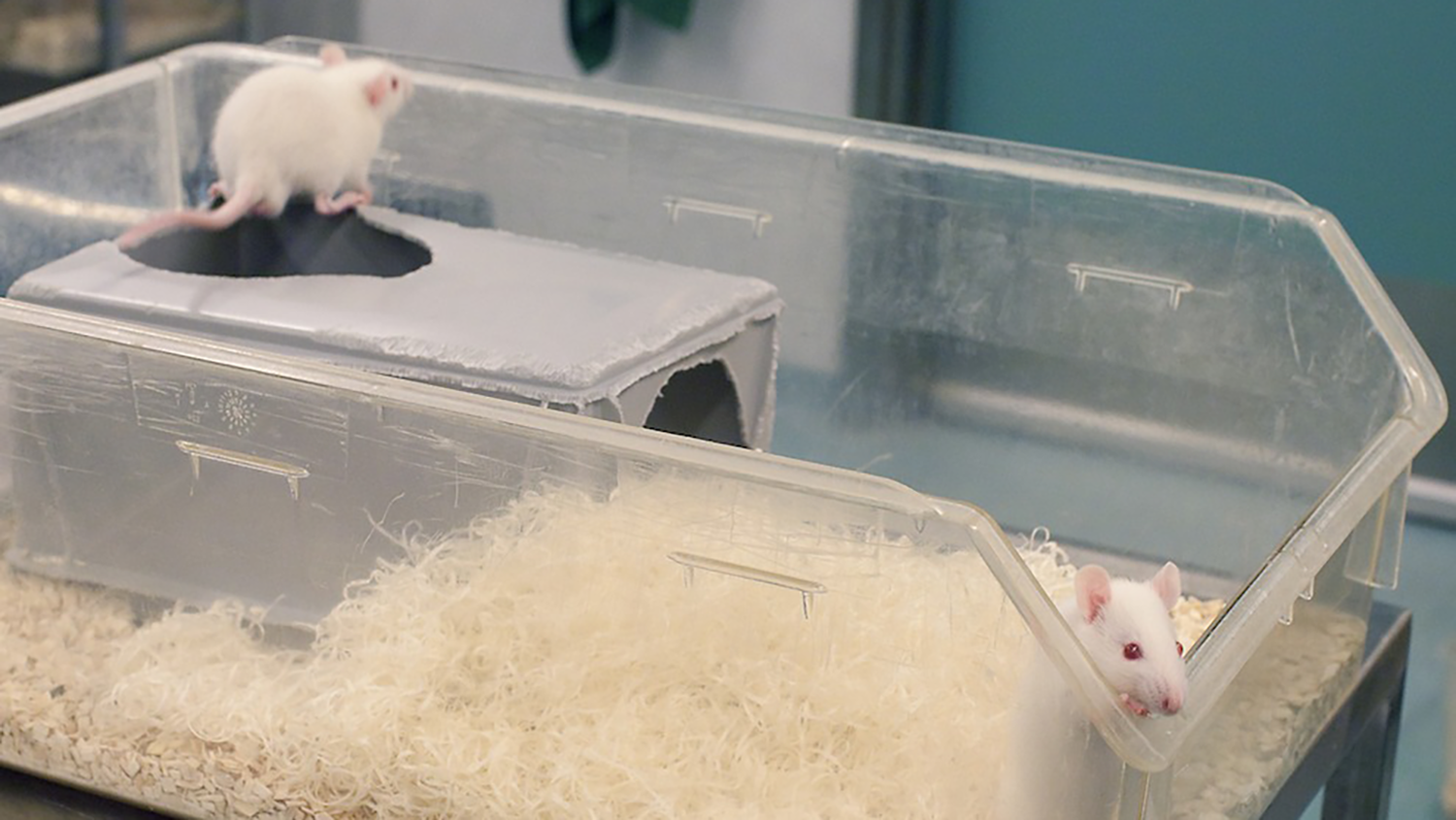Två vita råttor i en genomskinlig plastback utan tak