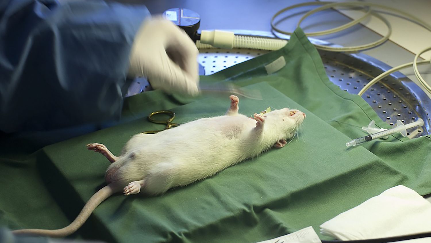 Sövd råtta på operationsduk