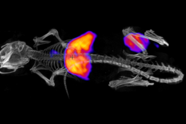 SPECT-bild på mus med skelettet och olikfärgade ytor på kroppen