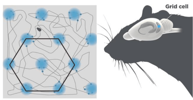 En schematisk bild som visar hur en råtta rör sig över en yta och hur signaler skickas till en del i råttans hjärna.