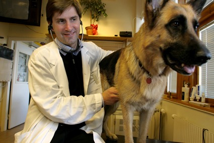 Forskare med stetoskop som lyssnar på schäferhunds hjärtslag