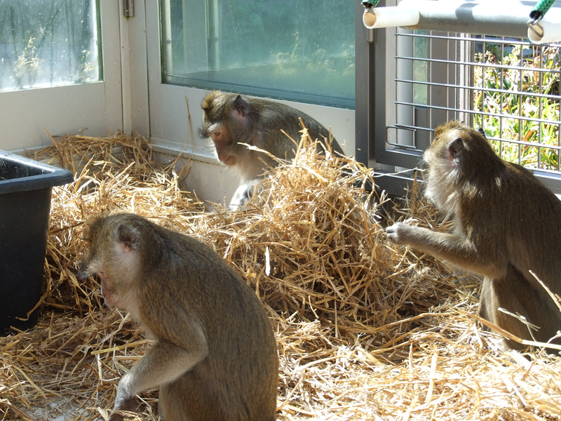 Tre makaker i bur med halm